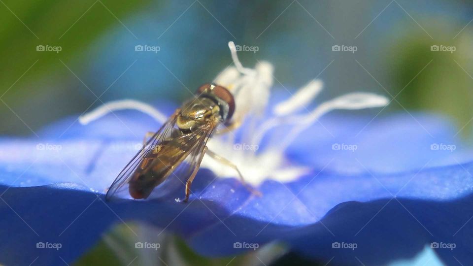 Closeup Fly