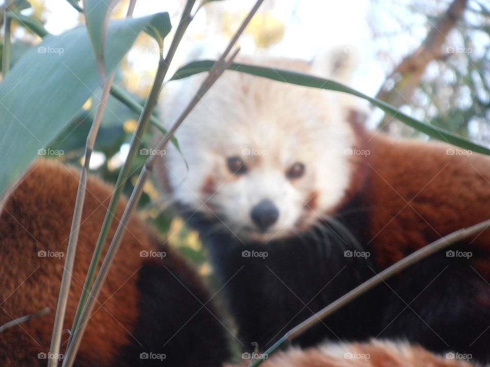 Chinese Red Panda