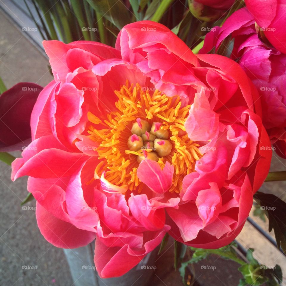 Eggs in a Nest. My first thought when I gazed at this pretty peony))