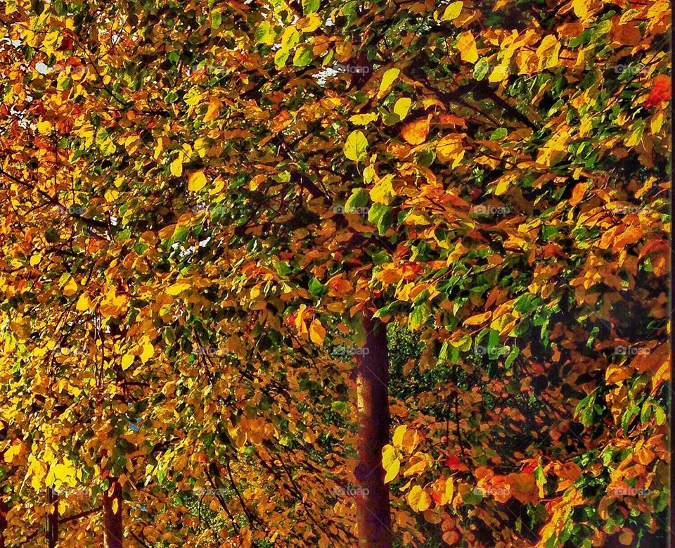 orange leaves on a late autumn afternoon