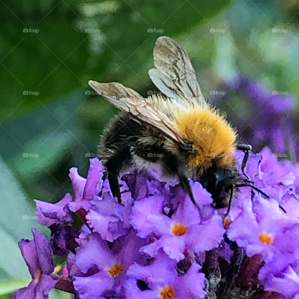 Bee 