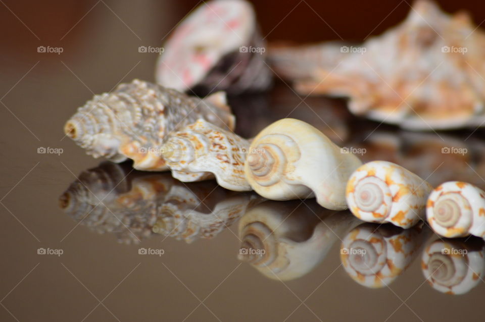 sea shell