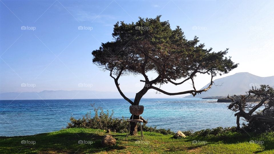 Every tree is unique but some have the privilege of being surrounded by gorgeous coastline and mountains, getting the wind into their branches and slightly turning them to one side... 🌴