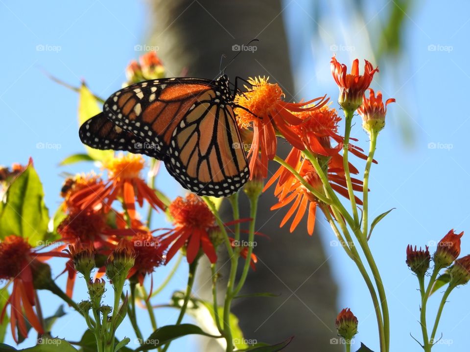 Monarch on Mexican flame vine