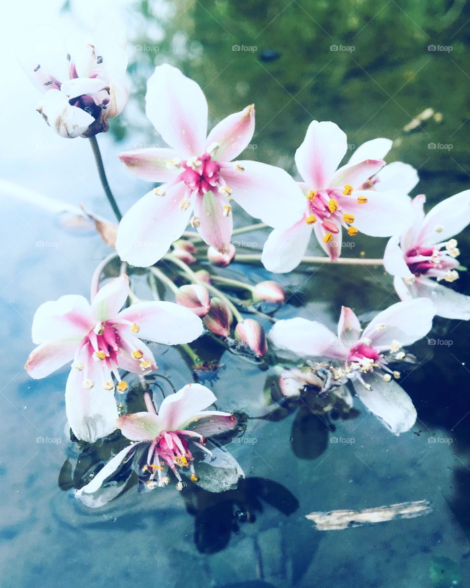 Photo of a Beautiful pink, yellow, and white flowers taken while floating on the edge of this lake. 