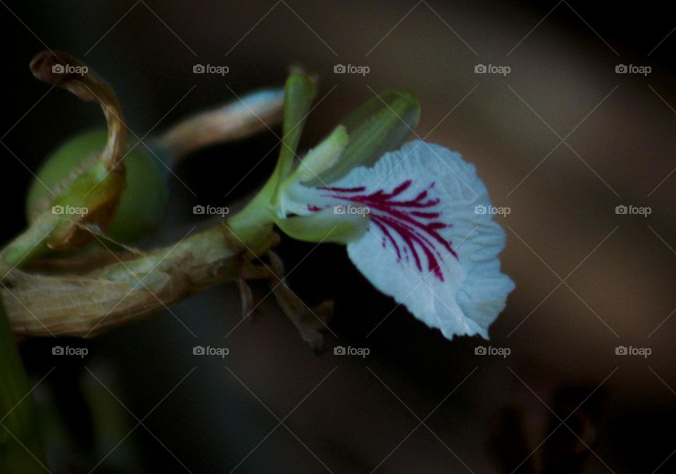 cardamom flower