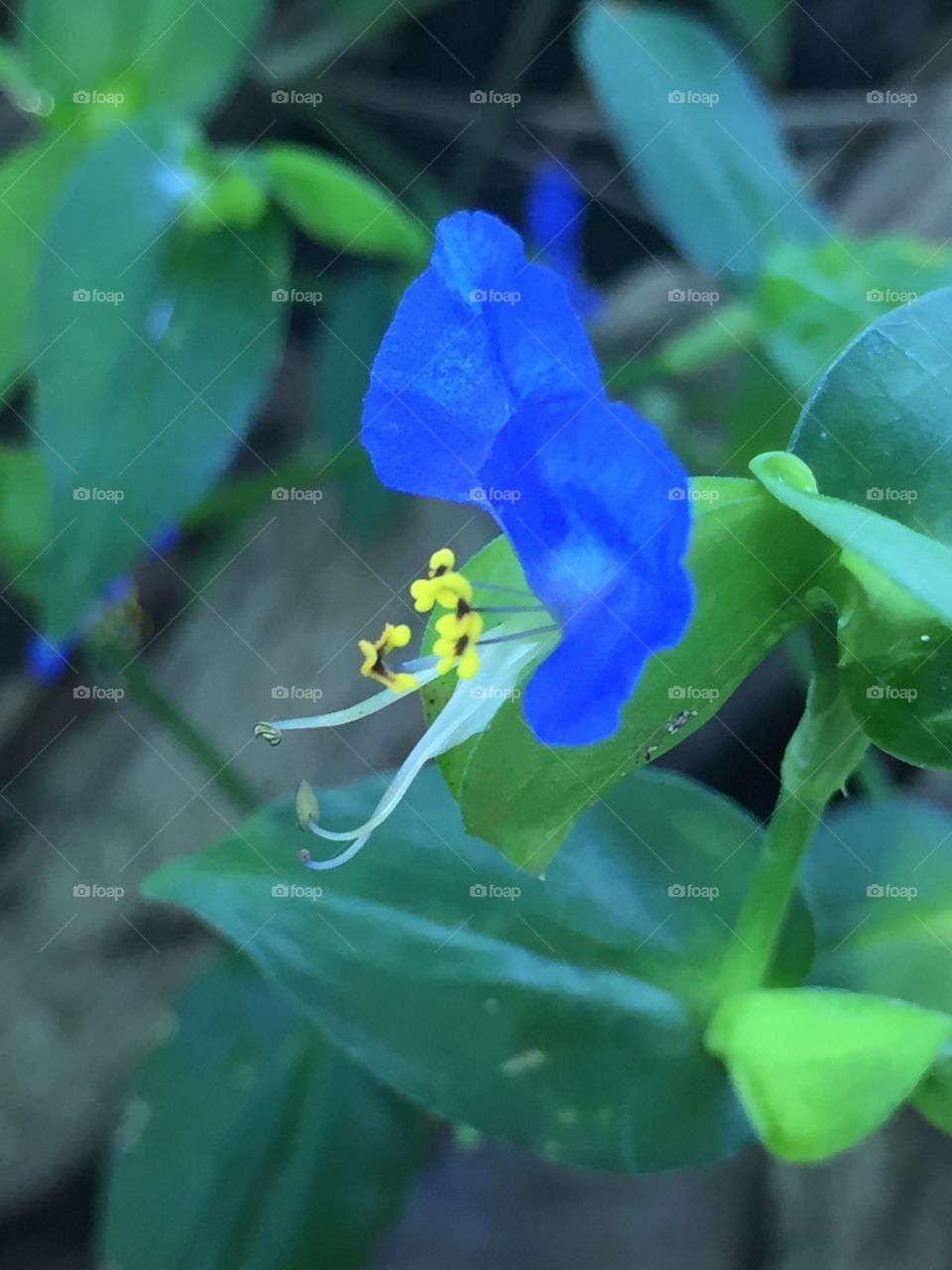 Erect Dayflower