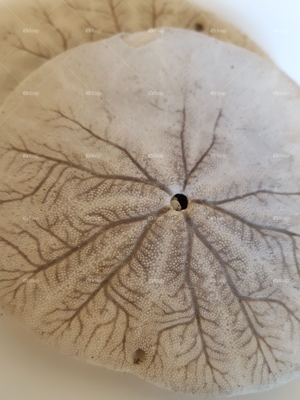 sand dollar