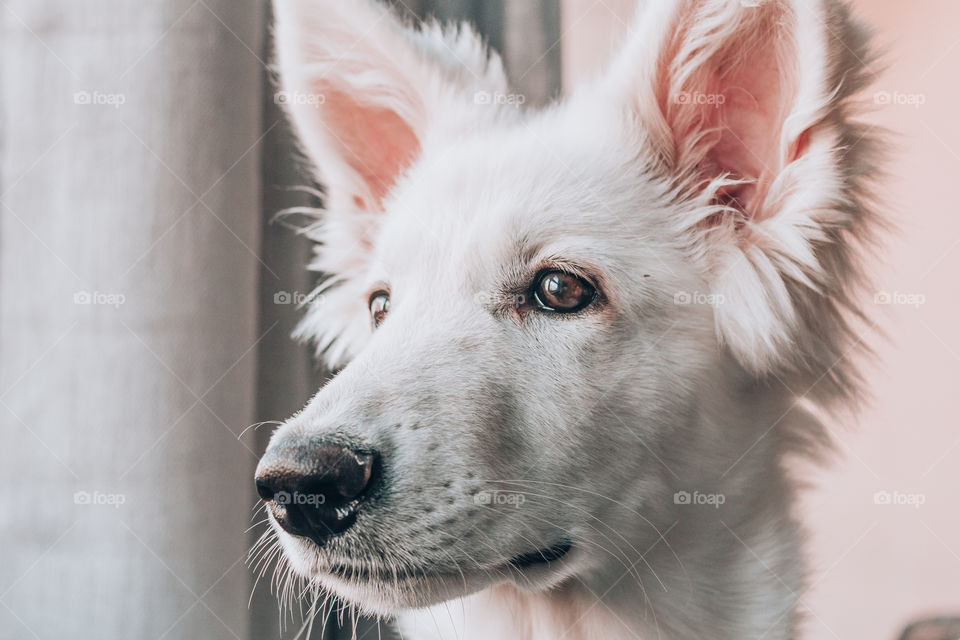 White Swiss shepherd 