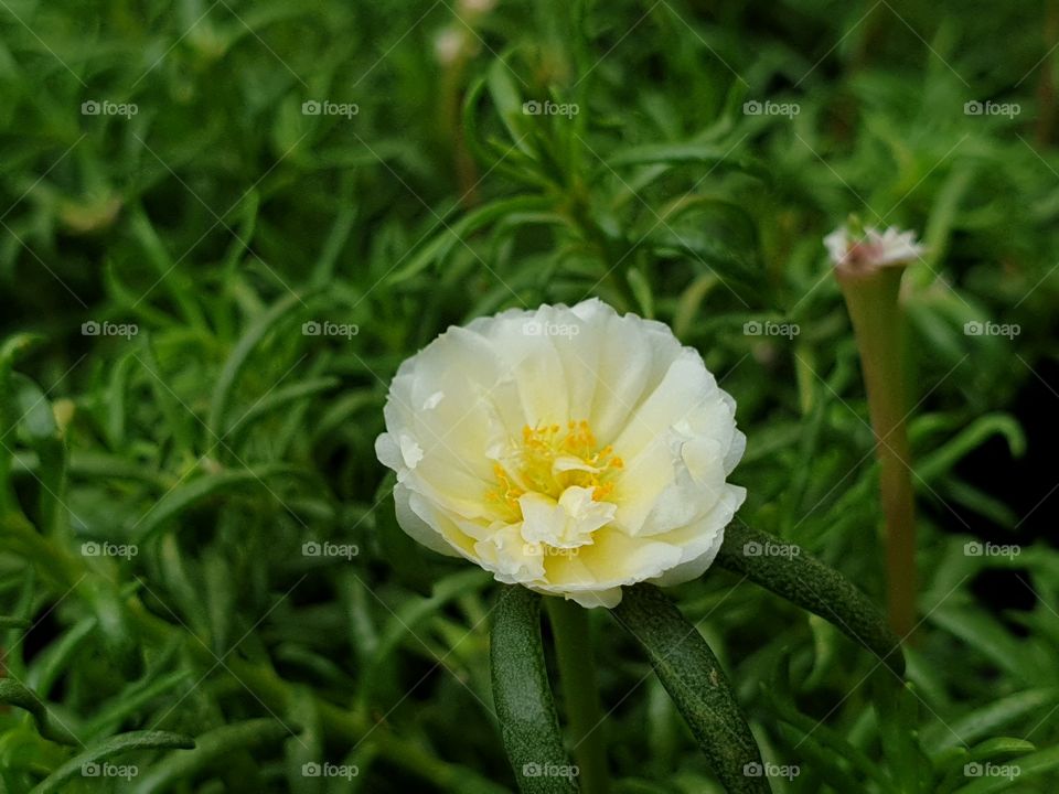 the Portulaca Grandiflora