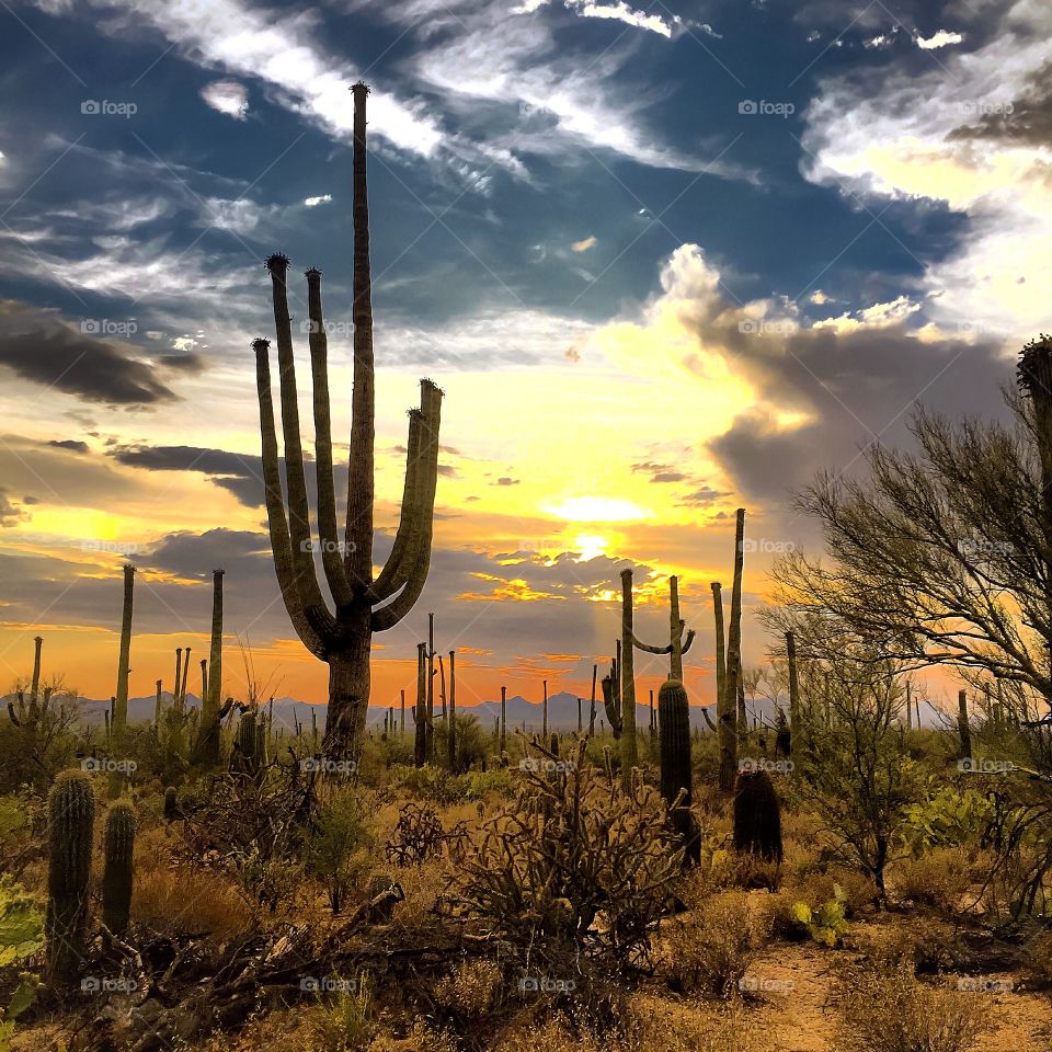 Desert Landscape- Sunset 