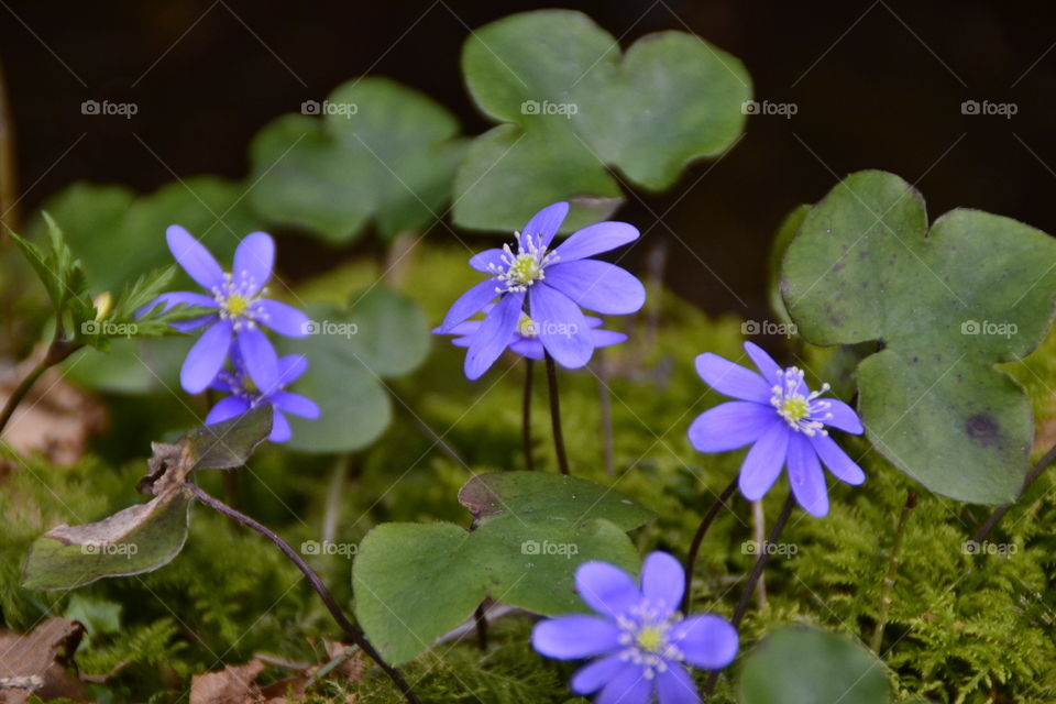 Blue Hepatica