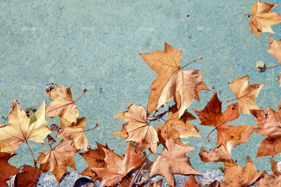 Fall leaves above turquoise water pool