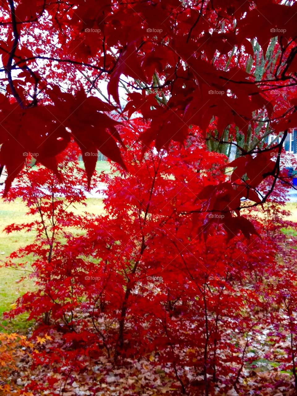 RED JAPANESE MAPLE YOUNG