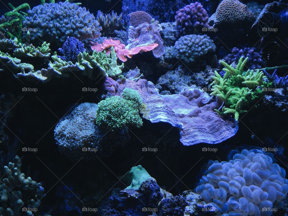 Coral reef aquarium