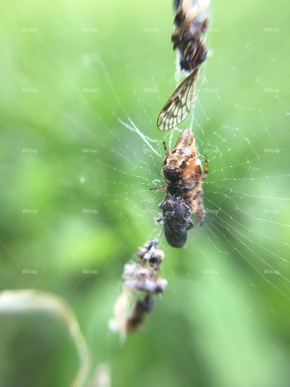 Spider’s pantry