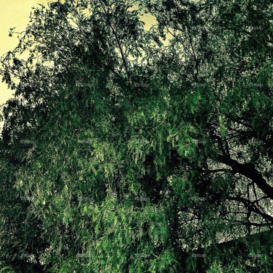 nature tree by blaqrayne
