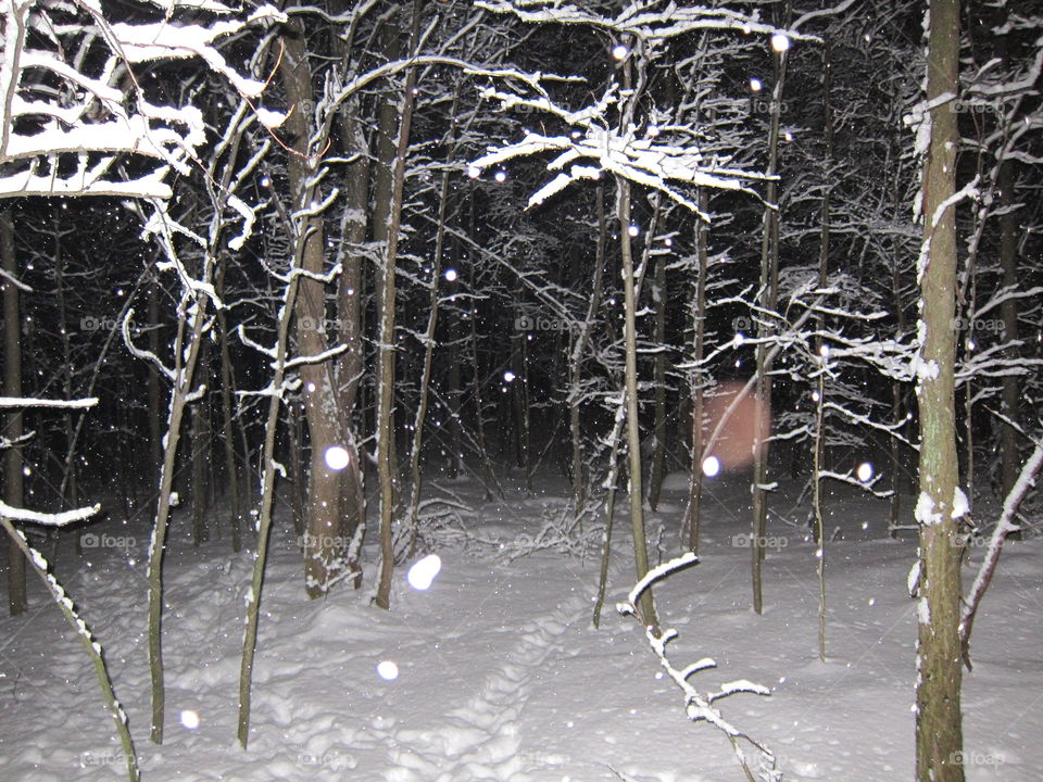 Snow woods