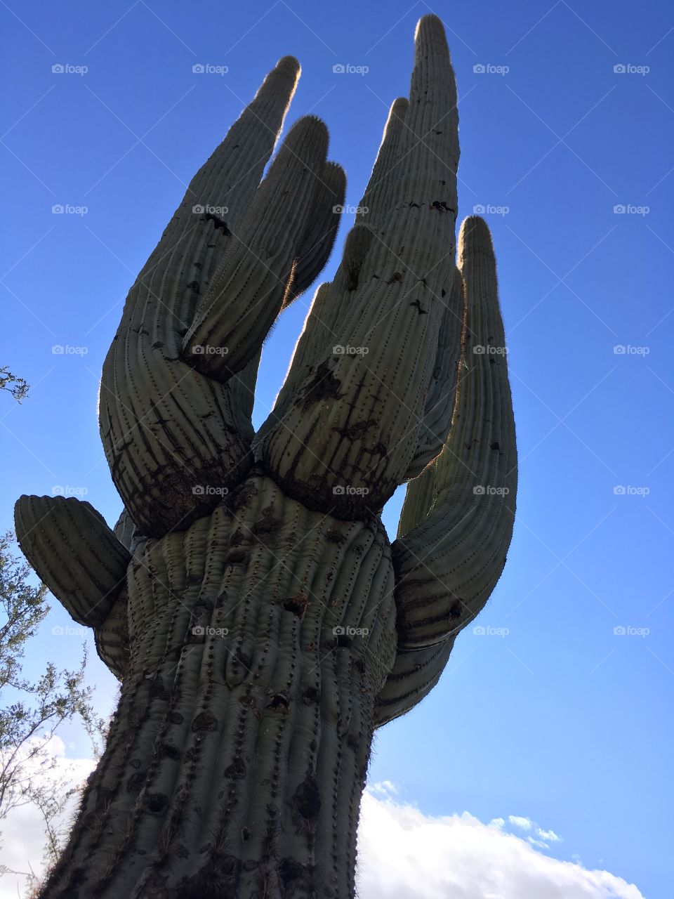 Grand saguaro 