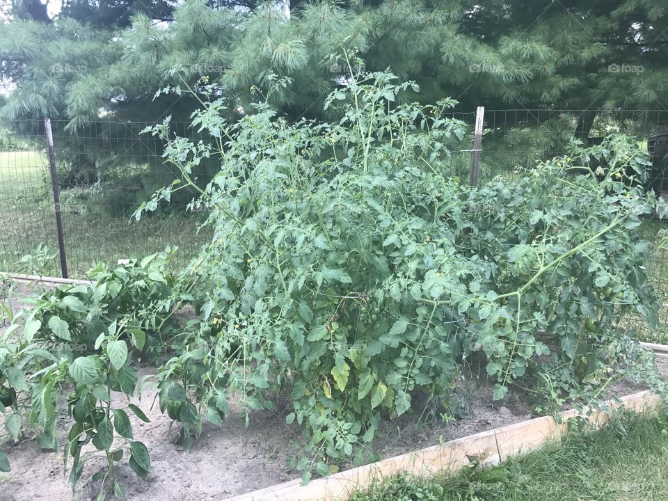 Tomatoes Plant 