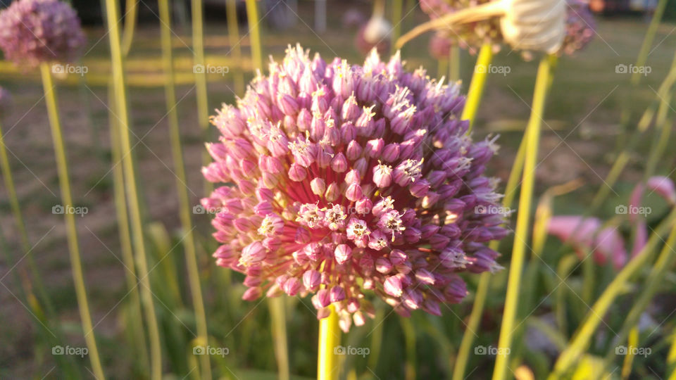 Garlic Flower up close 6