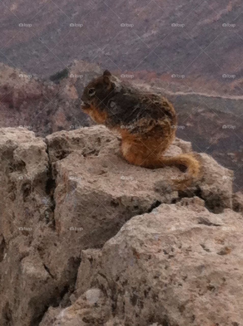 Grand Canyon, squirrel