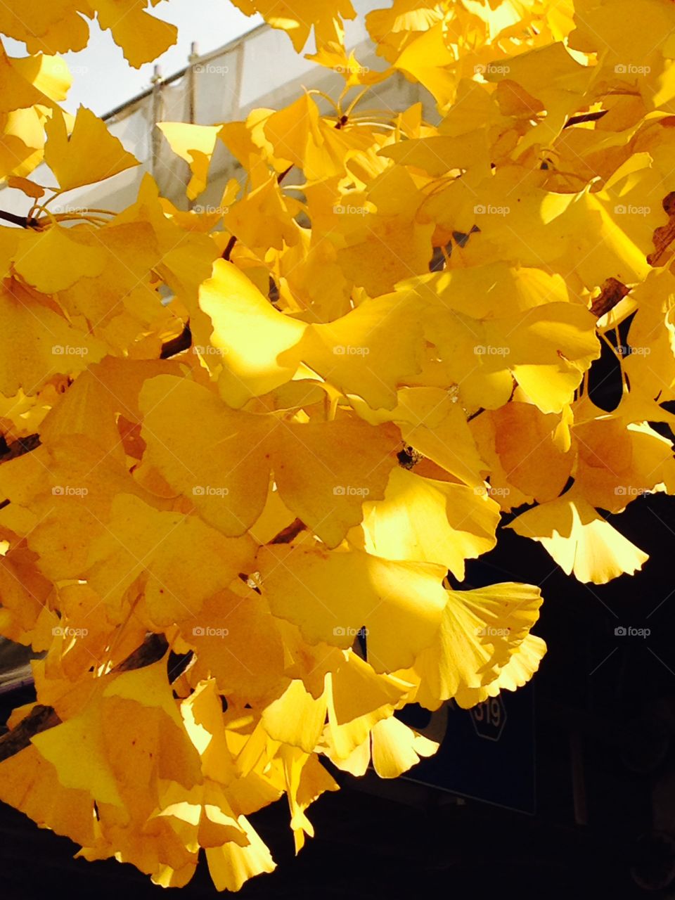 yellow gingko leaves in autumn . yellow gingko leaves in autumn japan