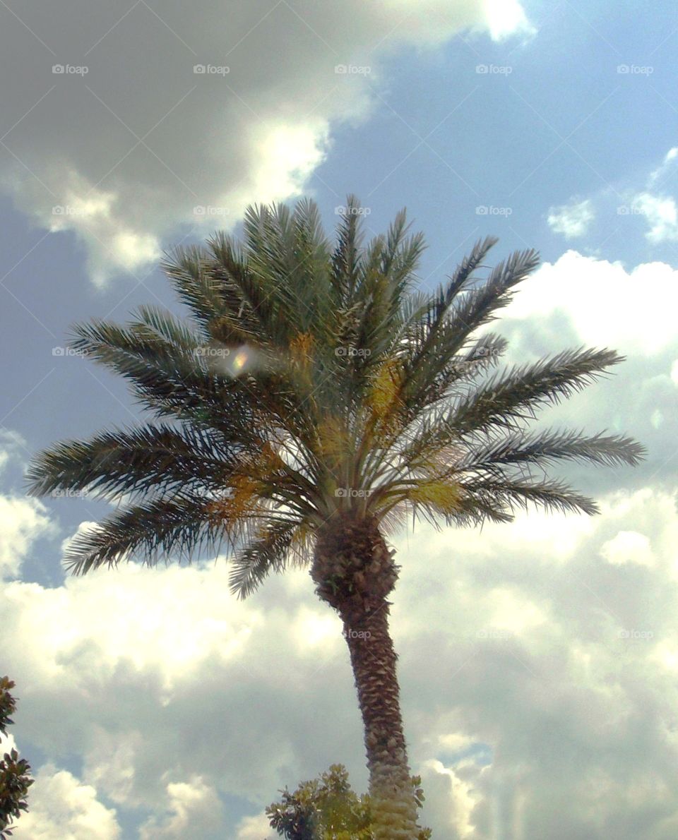 Palm Tree With Rainbow On It, Blue Sky, Raining