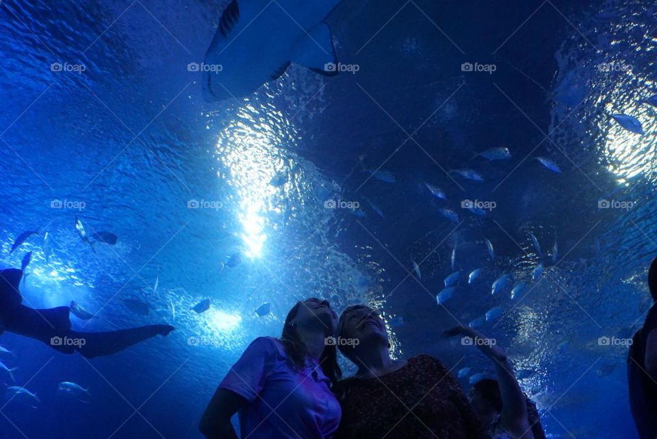 Ocean#world#fish#sharks#humans