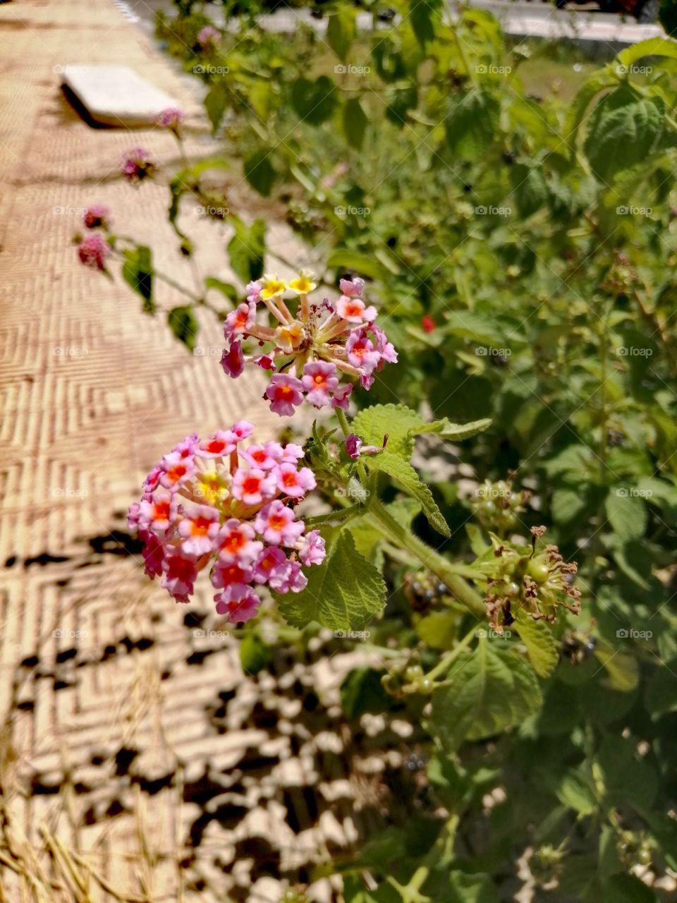 Beautiful pink and yellow flowers by the garden platform.