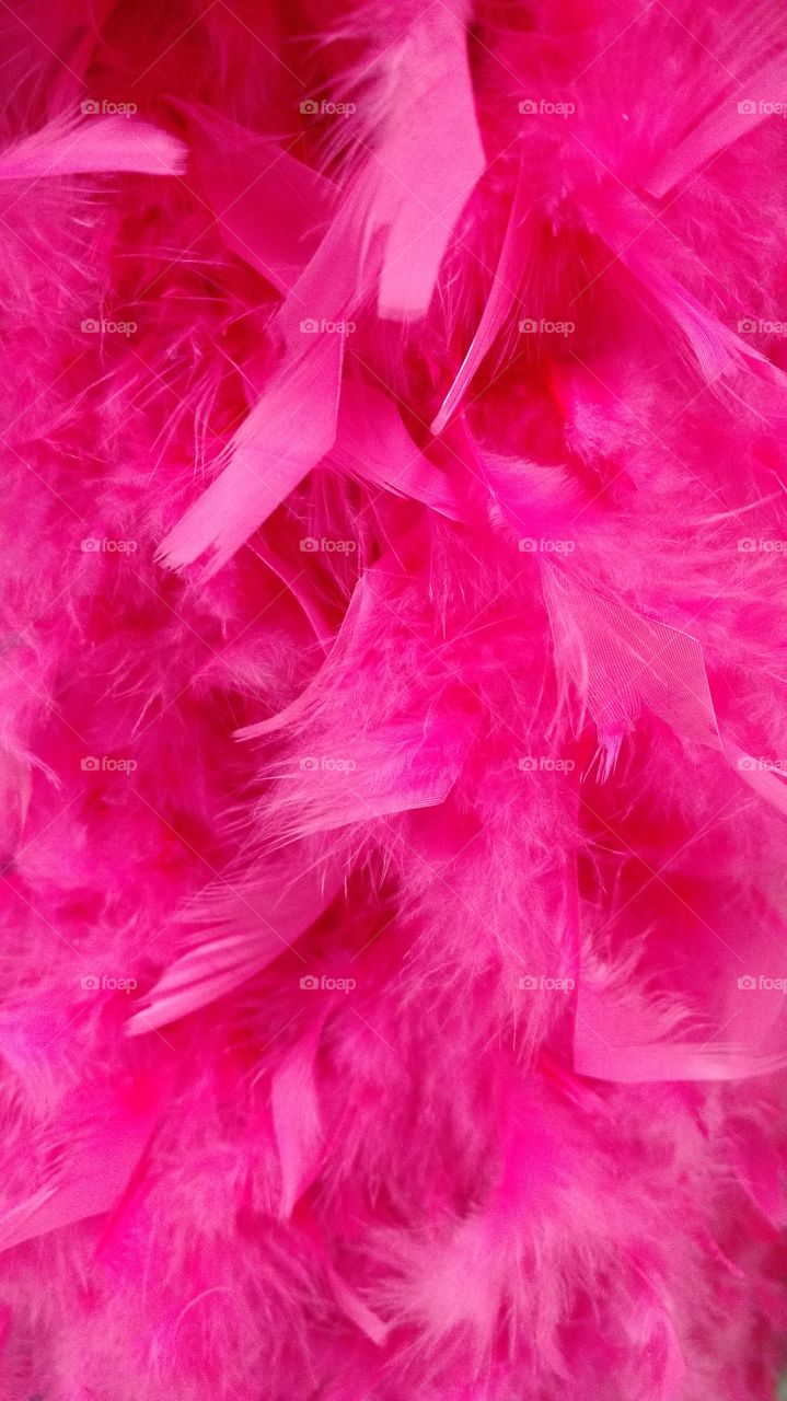 Fluffy pink feather