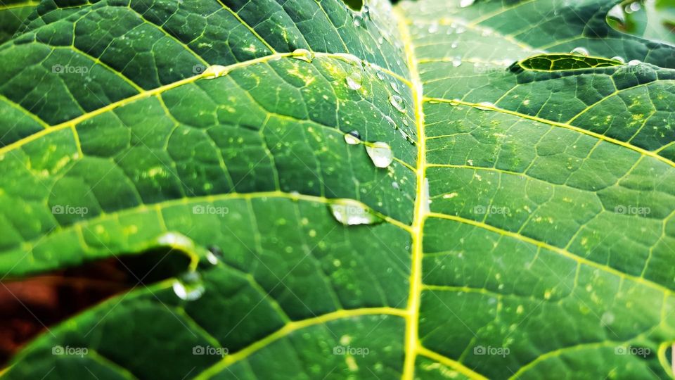 Water drop on leaf