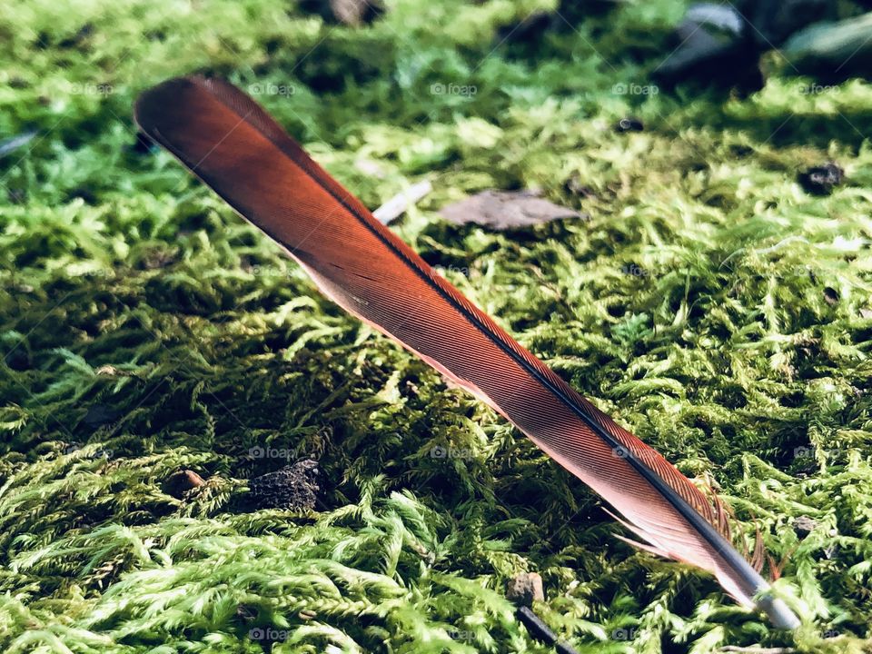 Cardinal feather landed in green moss and dappled sunlight 
