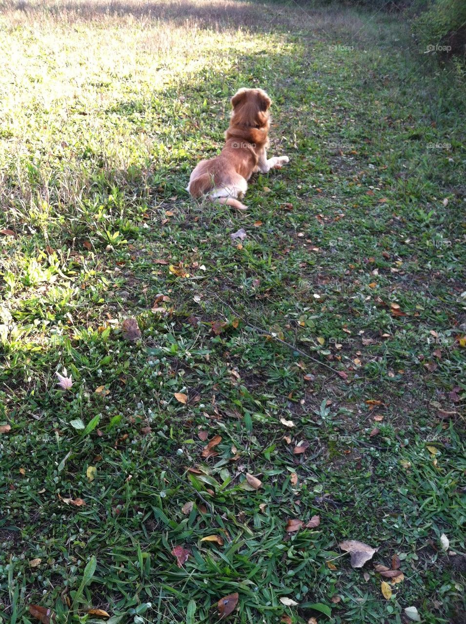 Loyal Dog waiting for his master 