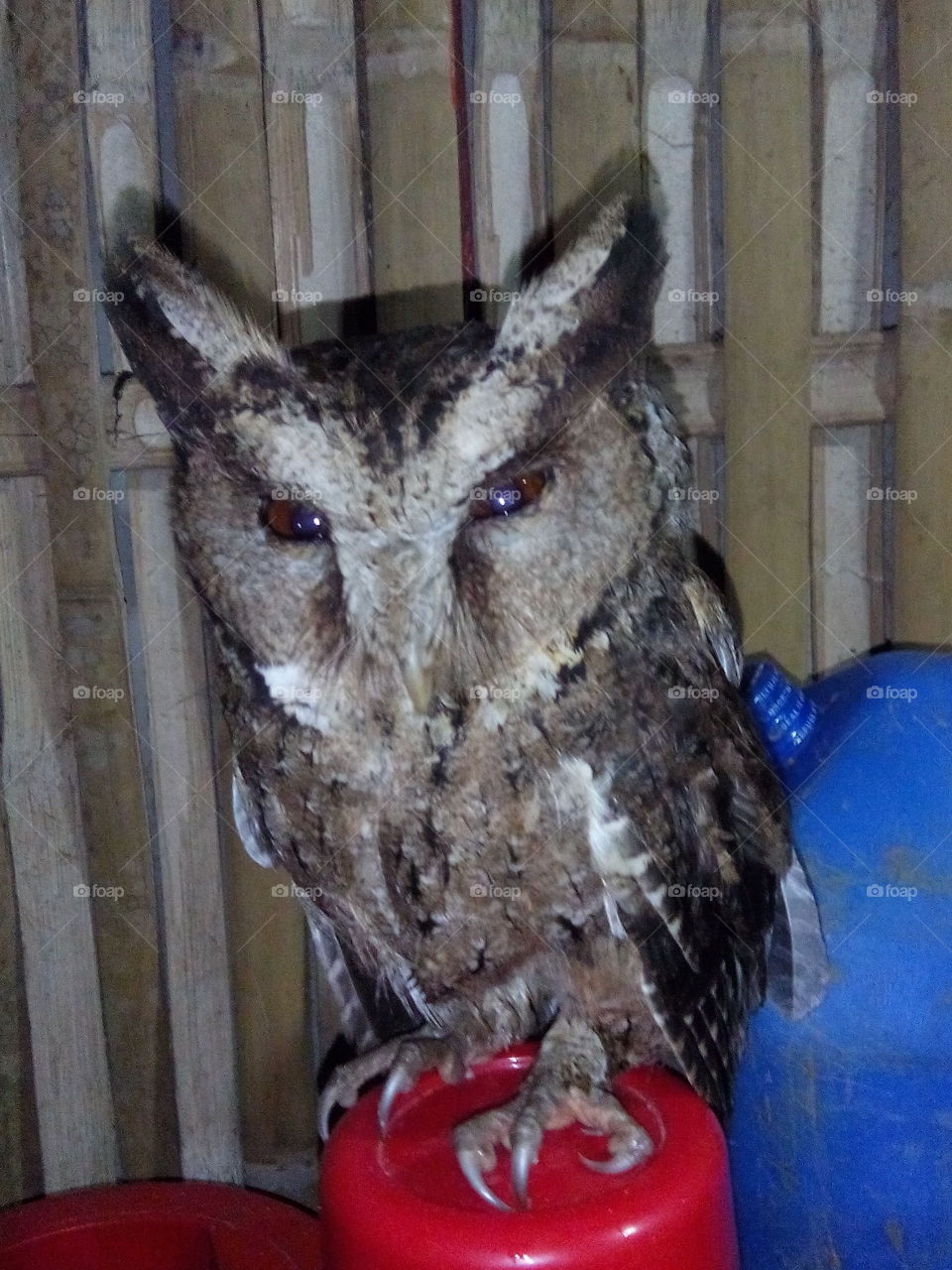 the owl visit our home one night