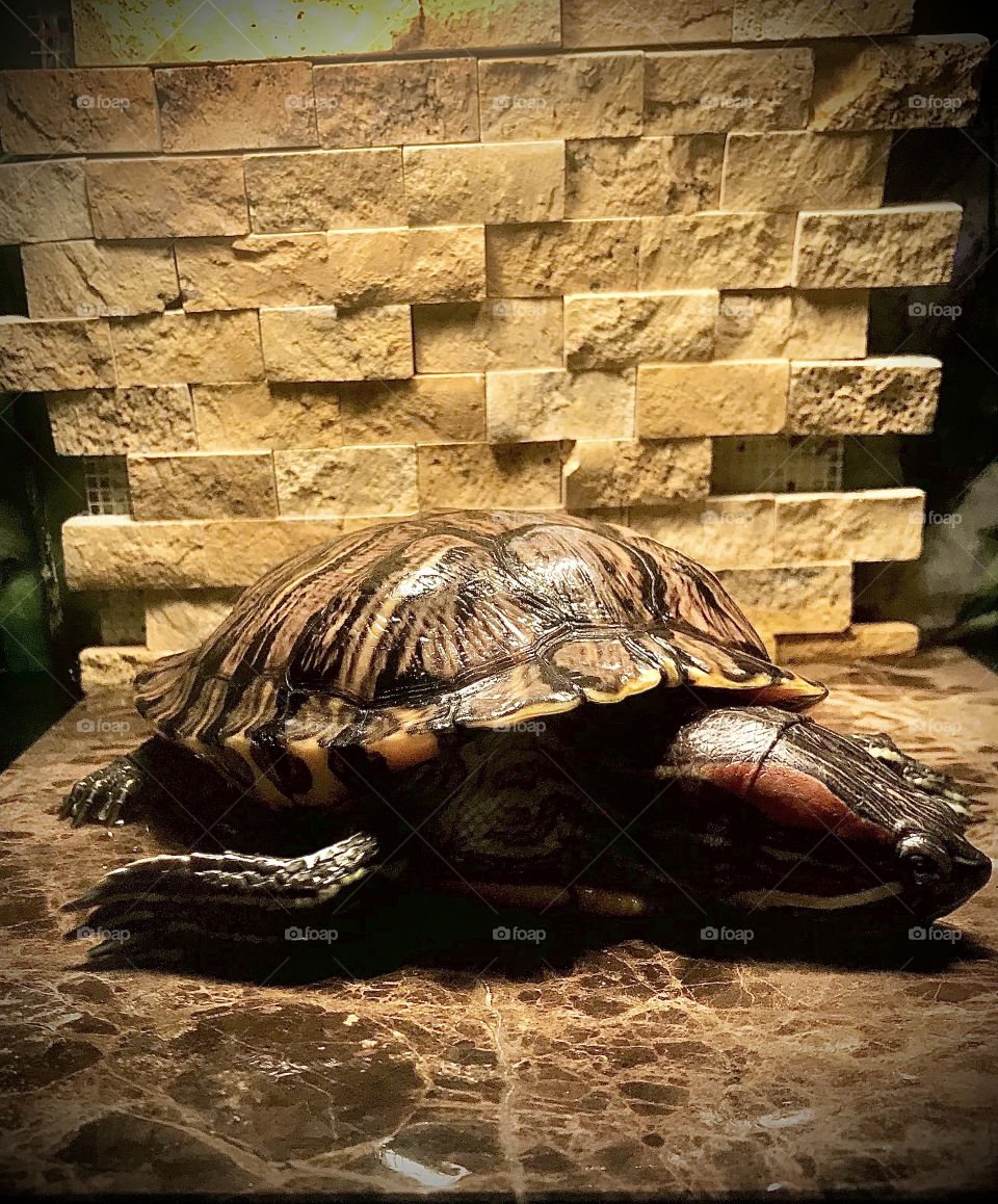 Pet turtle on basking platform 