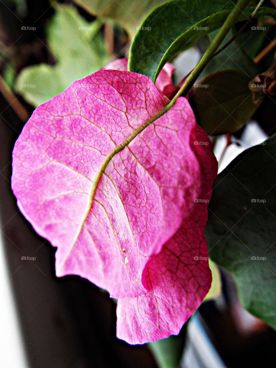 Pink Leaf