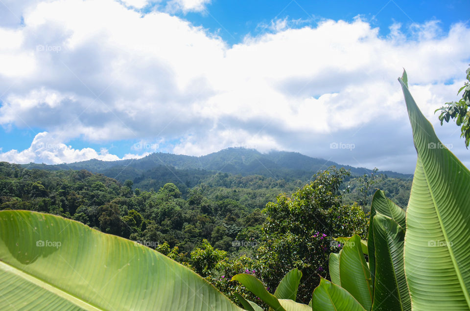 Rainforest near Poas volcano 