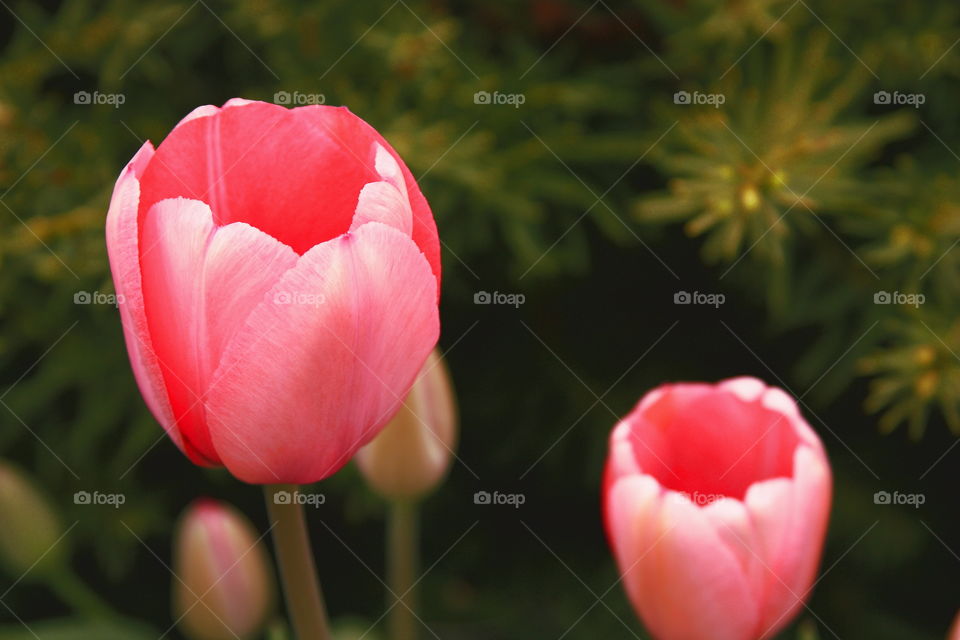 tulips