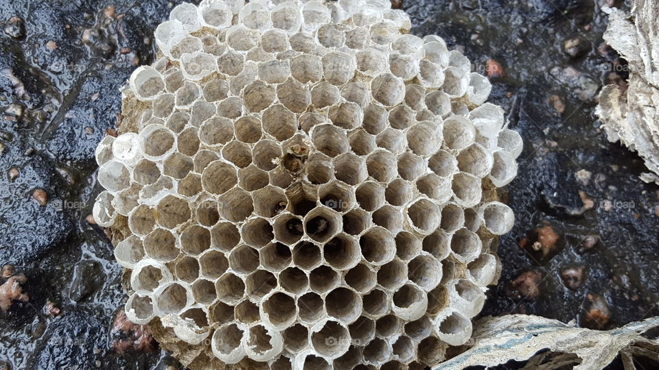 Abandoned wasps nest