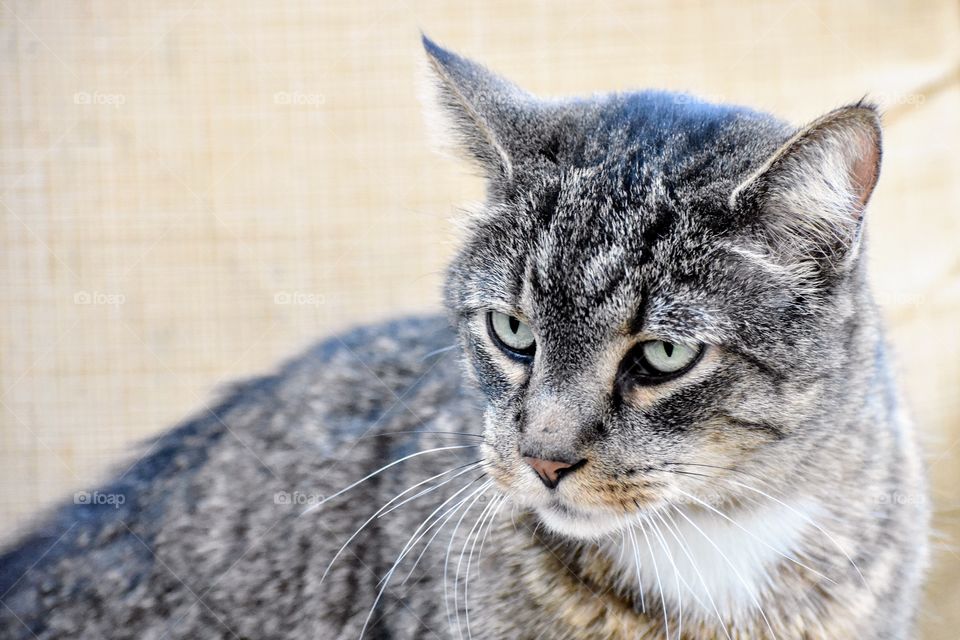 Cute cat sitting in chair staring down a dog