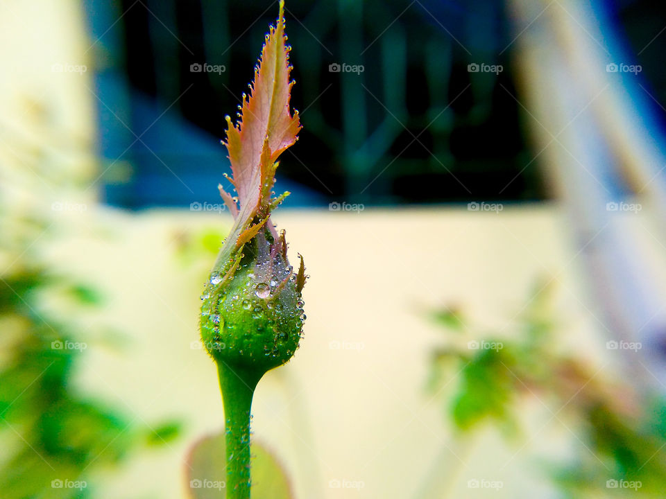A bud of Rose flower with water drops and blur background