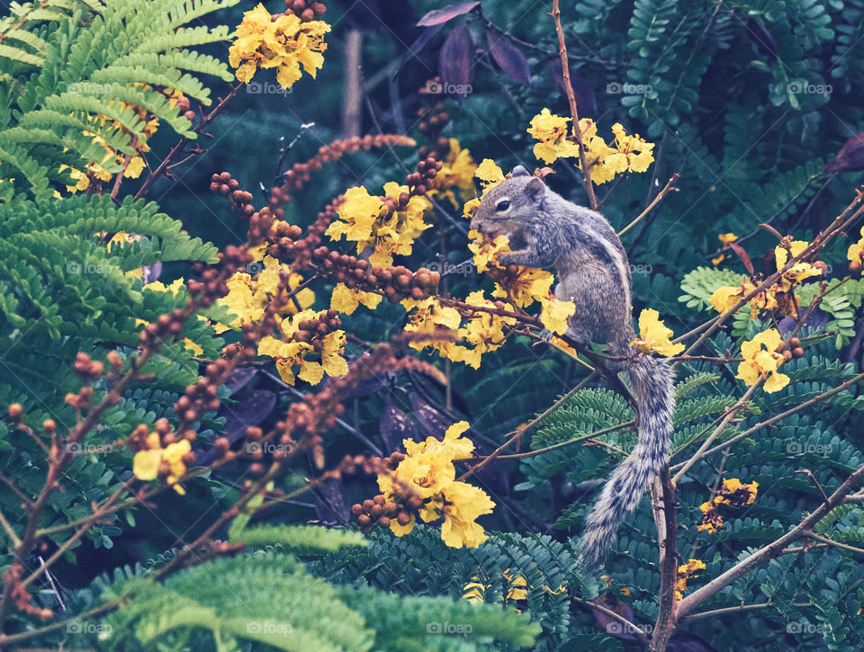 Animal photography - Behaviour - Indian photography