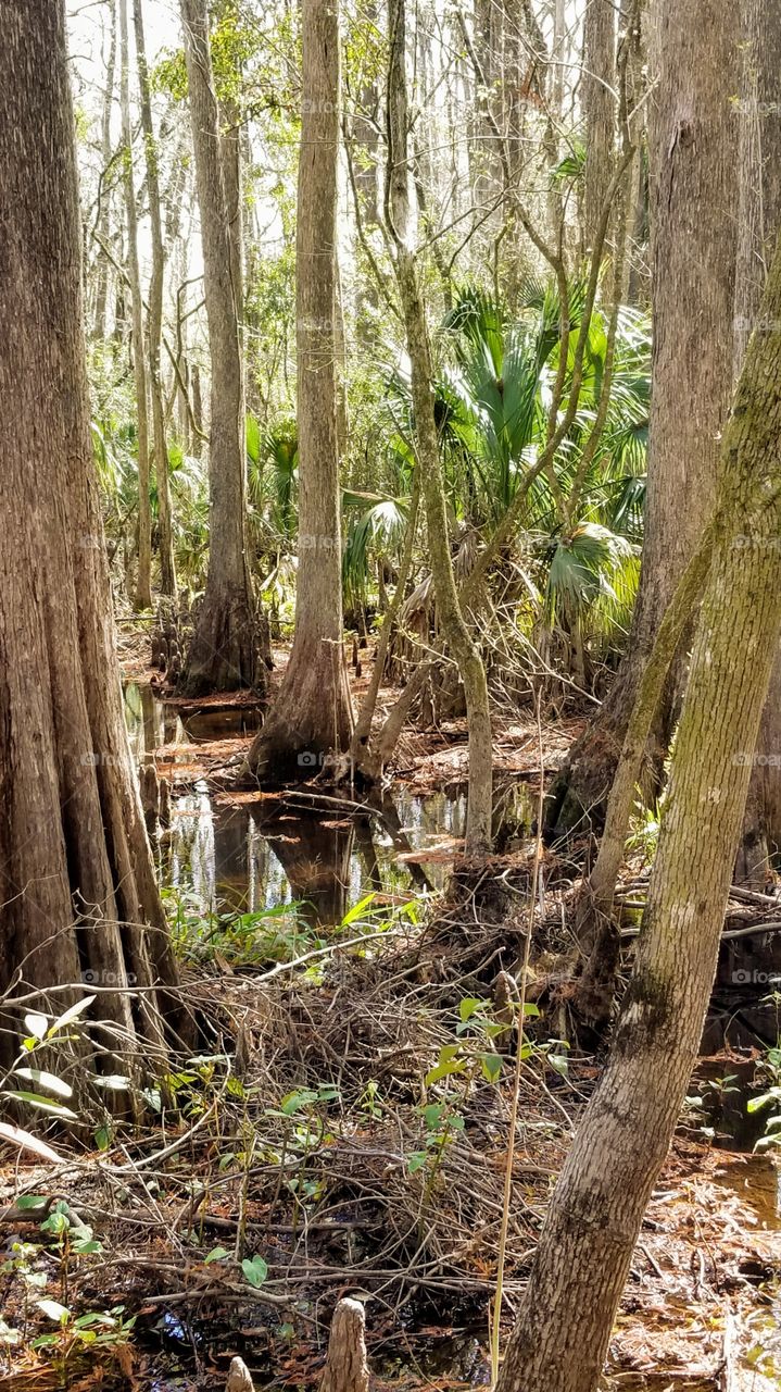 Cypress in the swamplands of Florida.