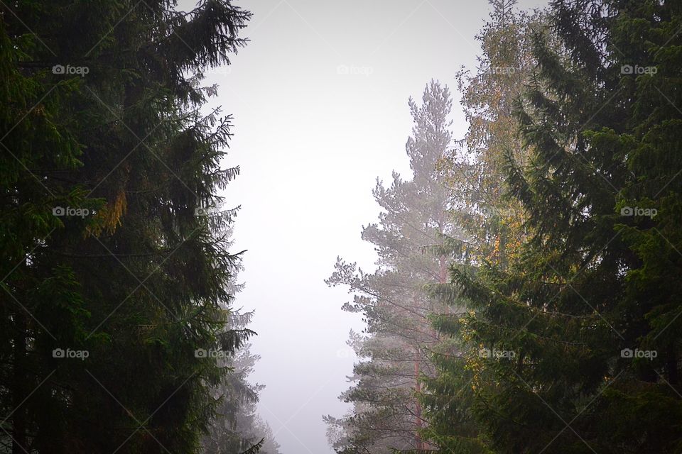 Tree tops in morning fog