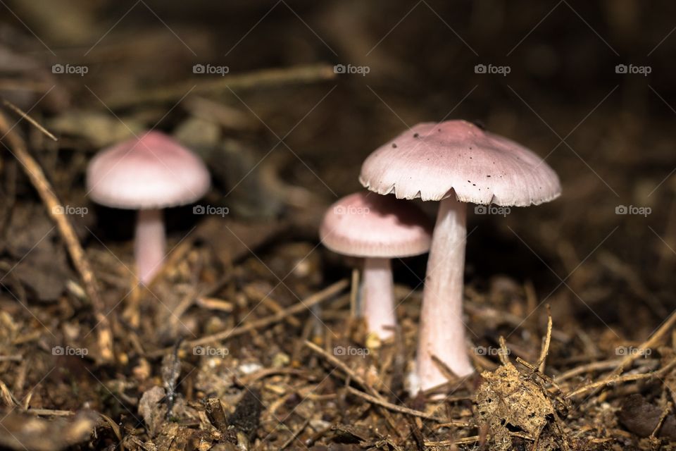 Fungus in Sandringham woods