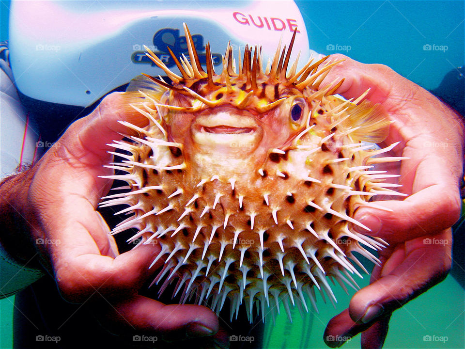 fish diver cabo puffer-fish by angelnajera