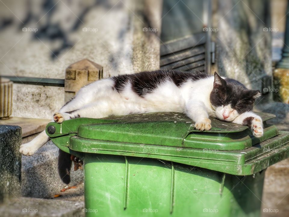 Agramonte cemetary Porto cat