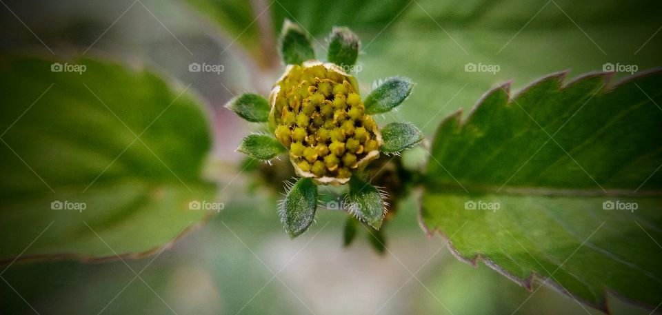 detalhe da flor amarela