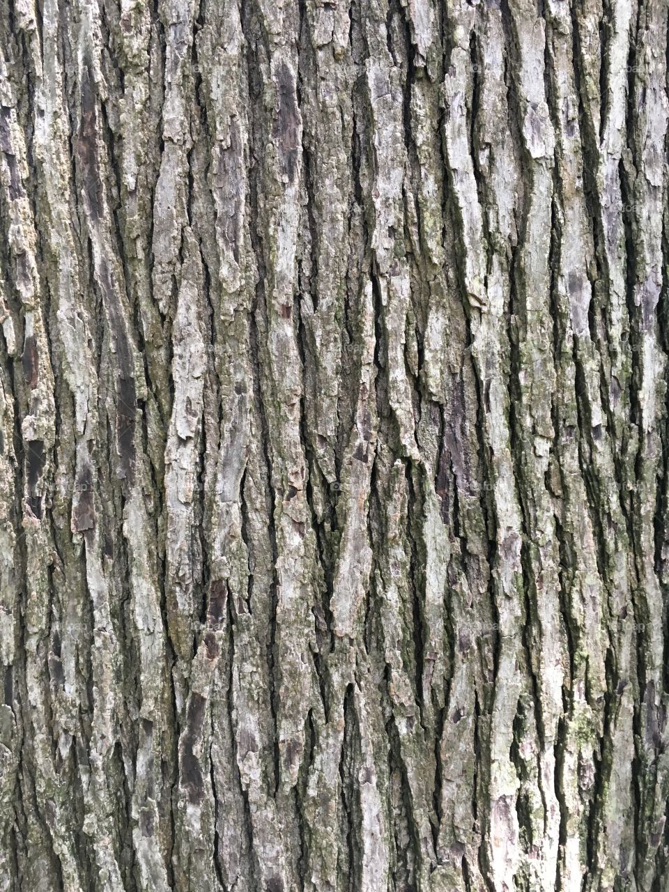 Live Oak bark
